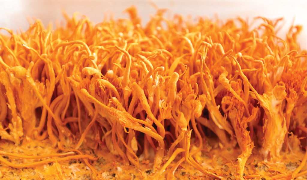 Cordyceps militaris – Uses, Benefits & What Science Says