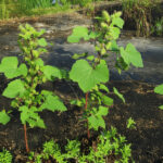 Xanthium Strumarium (Cocklebur) Uses, Benefits & Risks | Nutrisukan