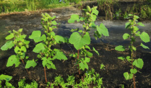 Xanthium Strumarium (Cocklebur) Uses, Benefits & Risks | Nutrisukan