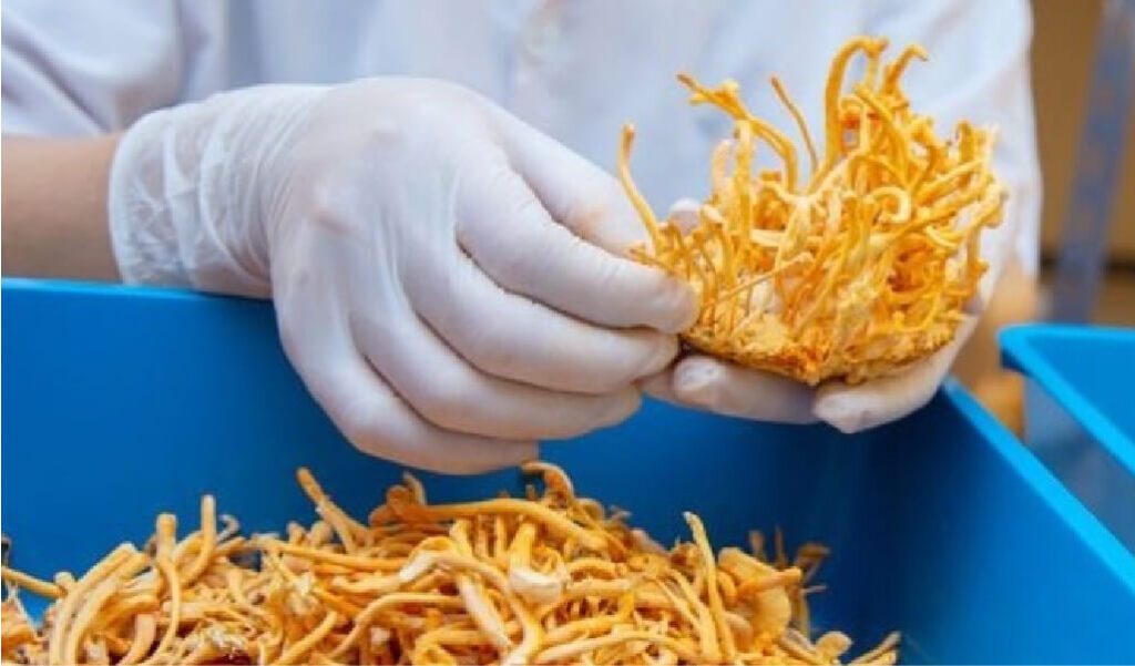 Cordyceps militaris Benefits: Science, Energy Boost & Nutraceuticals 2026