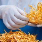 Cordyceps militaris Benefits: Science, Energy Boost & Nutraceuticals 2026